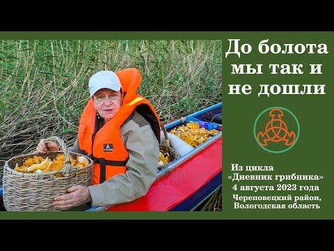 Видео: До болота мы так и не дошли!  Дневник грибника 4 августа 2023 года.