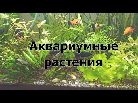 Видео: Все о травнике и росте аквариумных растений. Нитраты и фосфаты, мой опыт и пропорция Редфилда.
