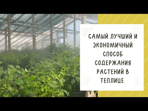 Видео: ПОЧЕМУ ВАМ НЕ ОБОЙТИСЬ БЕЗ ТУМАНА В ТЕПЛИЦЕ!