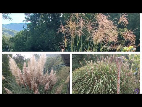 Видео: Пампасные травы в нашем саду/Кортадерия и мискантус. Виды, уход, содержание, размножение - мой опыт.