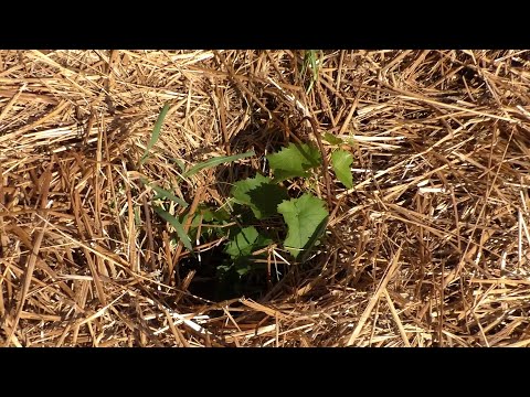 Видео: Мульча на винограднике и не только. Наш опыт