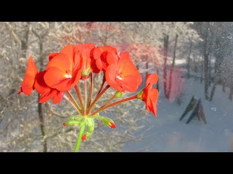 Видео: Почему вытягиваются герани  Как ухаживать за пеларгонией зимой