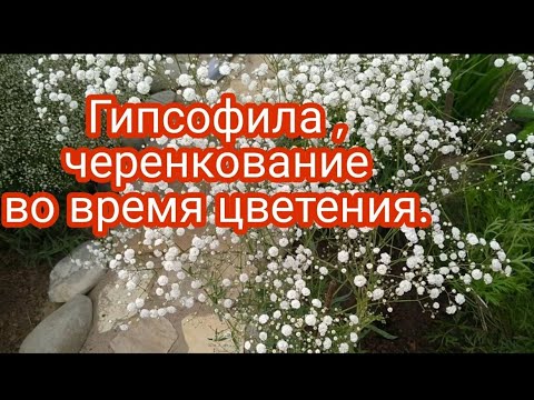 Видео: ГИПСОФИЛА В ЦВЕТУ . МОЙ ЭКСПЕРИМЕНТ ЧЕРЕНКОВАНИЯ ГИПСОФИЛЫ.