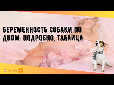 Видео: Беременность собаки по дням: подробно, таблица