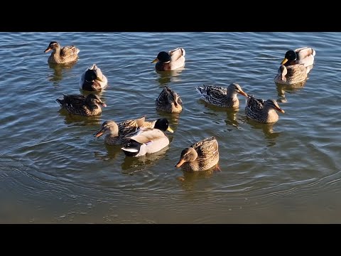 Видео: Язовир Бистрица до село Безден- разходка и подготовка за февруарски риболов 09.02.2025 г