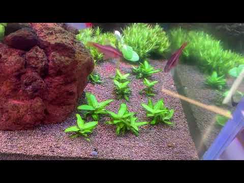 Видео: Мой Ивагуми аквариум на 165 литров, прикупил новое редкое растение и почти избавился от водорослей