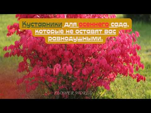 Видео: Кустарники для осеннего сада, которые не оставят вас равнодушными.