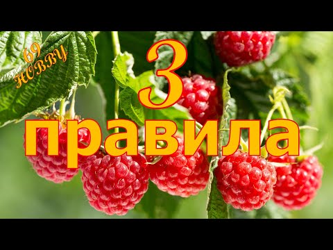 Видео: ЧТО нужно сделать с малиной во время и после цветения!