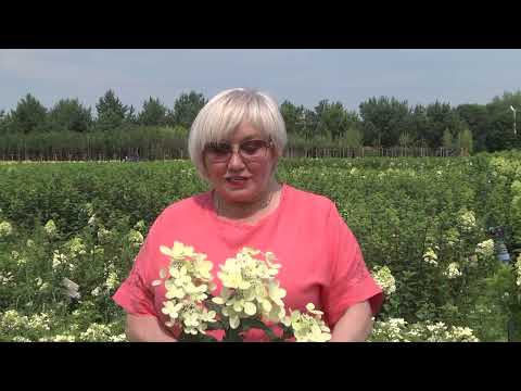 Видео: Обзор сортов гортензий в Садовом центре Веры Глуховой в июле!