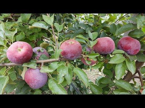 Видео: Яблоня Вильямс  Прайд / Apple William's Pride