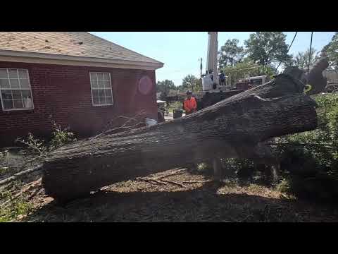 Видео: Удаление деревьев с помощью крана — самое увлекательное занятие!