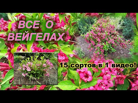 Видео: Вейгела - декоративный кустарник для сада. Все о выращивании вейгелы. Описание сортов.