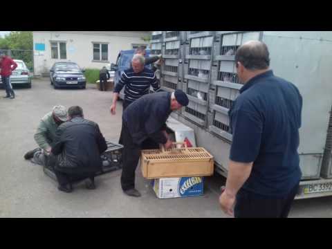 Видео: Погрузка голубів м.Стрий 14.05.16р.