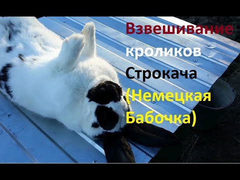 Видео: Кролиководство. Взвешивание Немецкий Пестрый Великан(Немецкая Бабочка). От месяца до 3-х месяцев.
