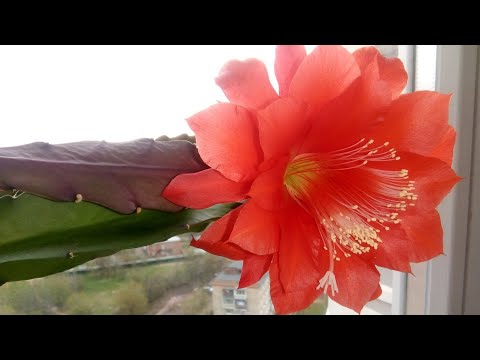 Видео: ЭПИФИЛЛУМ УХОД . Хотите цветов - ухаживайте по схеме!/ Цветение продолжается!!!