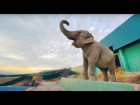 Видео: Слониха Джени НЕ РЕВНУЕТ, она просто ПРЕДУПРЕЖДАЕТ -Витя мой!