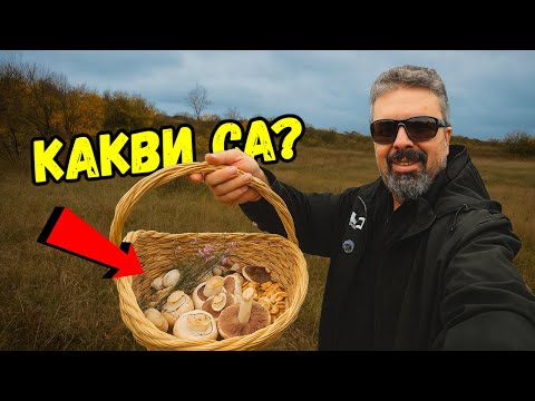 Видео: За гъби след дъжда | ПАЯК - ВЪЛК позира на ръката ми!