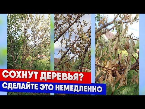 Видео: Сохнут деревья? Сделайте это немедленно