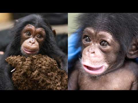 Видео: Как Стиви преодолела все трудности и покорила сердца всех!