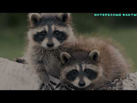 Видео: ✔️ИНТЕРЕСНЫЕ ФАКТЫ О ЕНОТАХ.