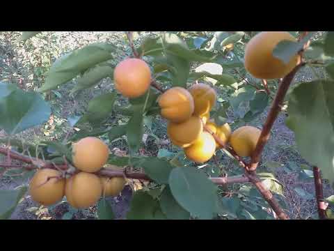 Видео: Абрикос сорт поздний Фардао(apricot Fardao)