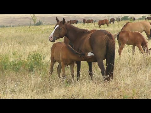 Видео: В табуне Ахметдина. Август.