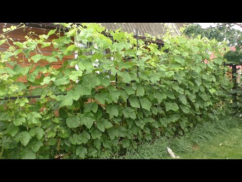 Видео: Должна ли лоза страдать. Как я выращиваю технические сорта винограда