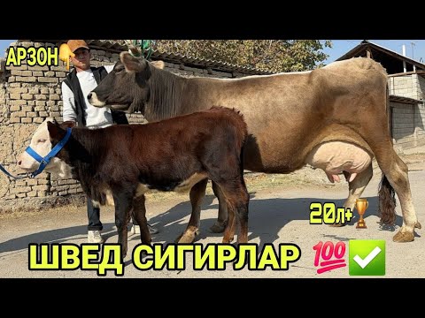 Видео: САРВАРБЕКДАН ТОЗЗА ШВЕД СУТЛАРИ КУП СИГИРЛАР БУГОЗЛАР НОВВОС СОТИЛАДИ SOTILADIGON 25 октября 2025 г