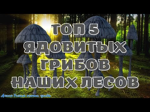 Видео: ТОП 5 ядовитых грибов наших лесов