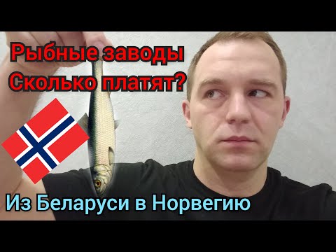 Видео: Работа в Норвегии.Рыбные заводы.Сколько же там платят?