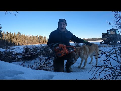 Видео: Советы домовладельцам Husqvarna 120 mark II. #бензопила #дрова #husqvarnaбензопила #советы и хитр...