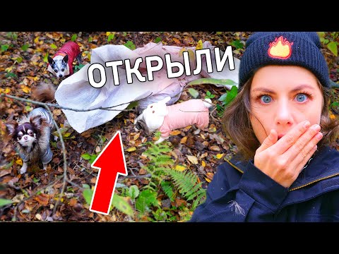 Видео: Собаки нашли это в лесу! Что в мешке? Гуляю с собаками, собираем грибы, Юми лазит по деревьям ВЛОГ
