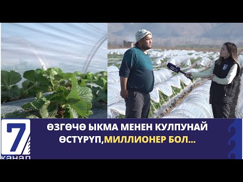 Видео: ӨЗГӨЧӨ ЫКМА МЕНЕН КУЛПУНАЙ ӨСТҮРҮП,МИЛЛИОНЕР БОЛ...