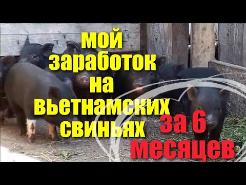 Видео: заработок на вьетнамских вислобрюхих свиньях