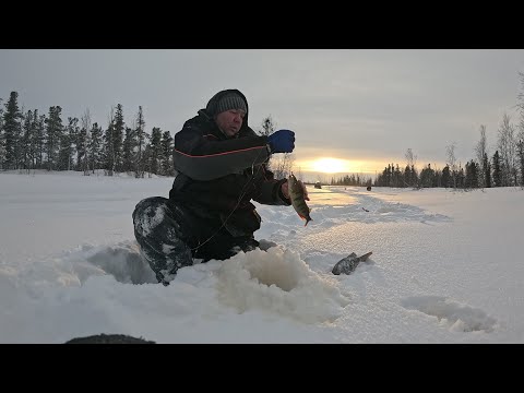 Видео: Очередной отрыв по окуню, рыбалка с ночёвкой день первый.