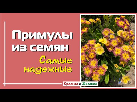 Видео: Примулы, которые никогда не подведут. Сеем смело!