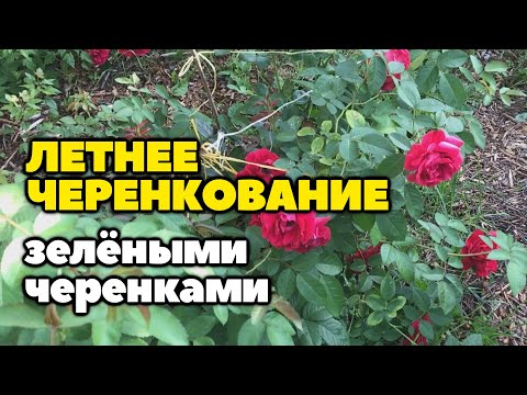 Видео: Летнее черенкование зелеными черенками на примере розы и вишни