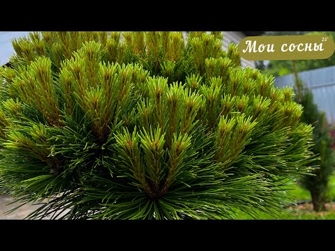 Видео: 30 июня 2025 г. Мои сосны, покупка, рост, прирост.