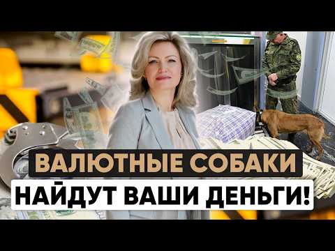 Видео: Декларация на таможне денег и драгоценностей | Собаки, сканеры и обыски на границе