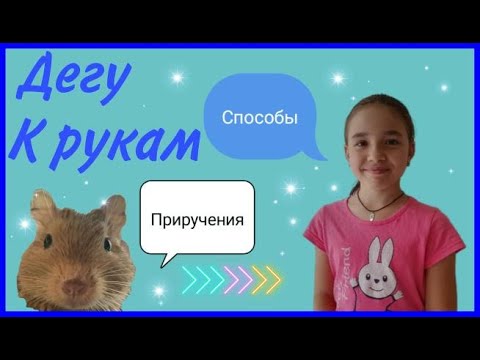 Видео: Как приручить дегу. Приручение дегу. Наш друг дегу №1