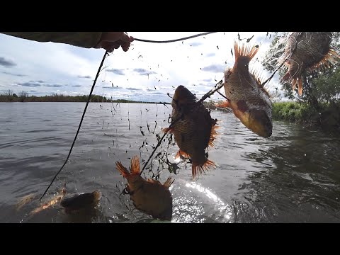 Видео: ОСТАВИЛИ СЕТИ НА НОЧЬ И СТОЛЬКО НАВОЛИЛО!!! ПРОВЕРКА СЕТЕЙ, ЛОВЛЯ КАРАСЯ И ДРУГОЙ РЫБЫ.