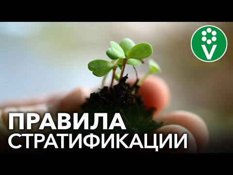 Видео: НЕ ПРОРАСТАЮТ СЕМЕНА? НУЖНА СТРАТИФИКАЦИЯ! Что такое стратификация и как ее правильно делать