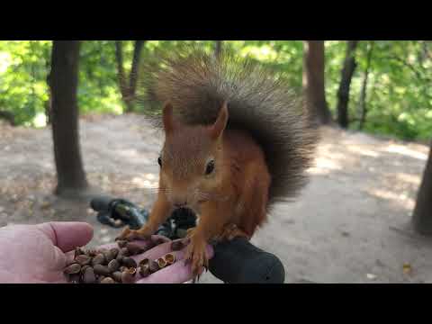 Видео: Завтрак белки - чемпиона велосипедиста / Breakfast of the squirrels - champion cyclist #squirrel