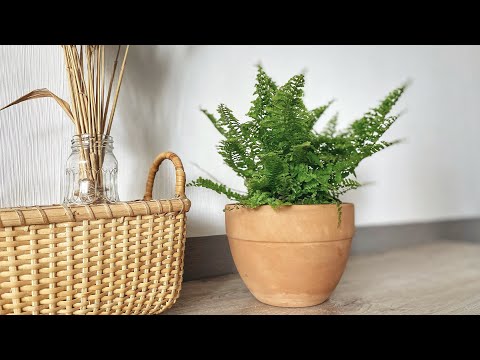 Видео: Нефролепис. Пересадка после покупки и уход