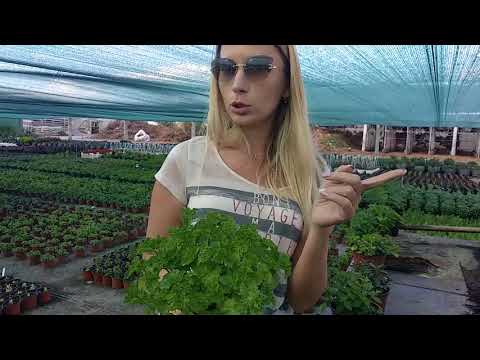 Видео: все мяты Спасский питомник 2018