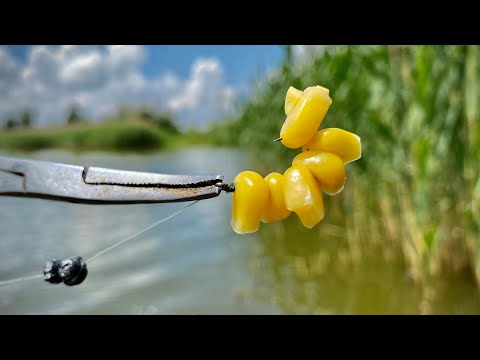 Видео: Ловля БЕЛОГО АМУРА на КУКУРУЗУ!!! ТОРПЕДА ПРЁТ!!!