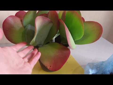 Видео: Каланхое тирсифлора (Kalanchoe Thyrsiflora), проблемы адаптация после покупки