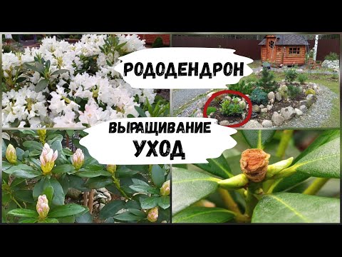 Видео: Рододендрон. Выращивание, уход.