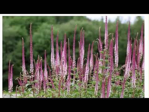 Видео: Вероникаструм посадка и уход Размножение Популярные сорта