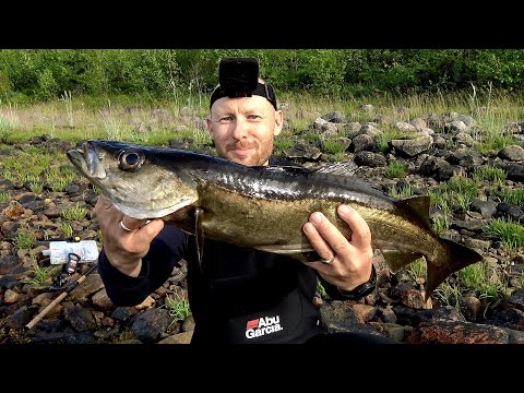 Видео: Фрикцион визжит от такой рыбы!! рыбалка в Норвегии с берега!! на что клюёт?